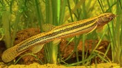 Der Schlammpeitzker soll zum Fisch des Jahres geadelt werden