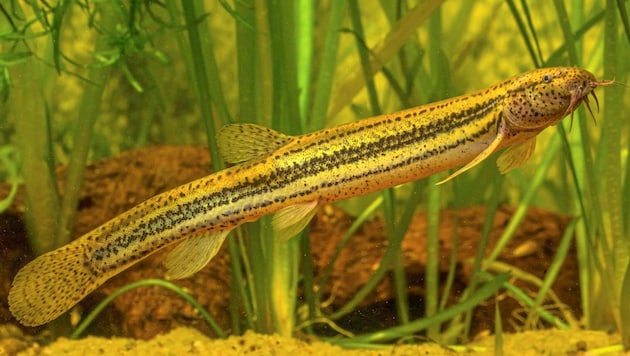 Der Schlammpeitzker soll zum Fisch des Jahres geadelt werden