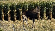 „Emil“, hier noch auf der niederösterreichischen Seite der Enns, hat um 8.45 Uhr die Enns nach ...
