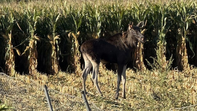 "Emil", here still on the Lower Austrian side of the Enns, crossed the Enns into Upper Austria ...