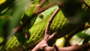 Eine Grüne Mamba (Symbolbild)