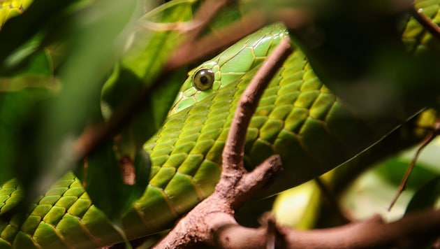 A green mamba (symbolic image)