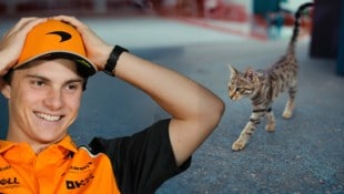 Auch Oscar Piastri kann es derzeit nicht mit der „Paddock Cat“ aufnehmen.
