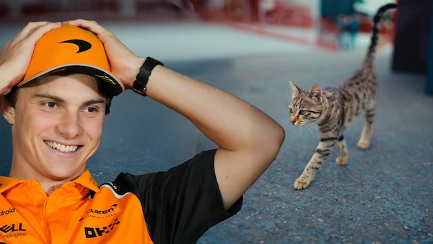 Auch Oscar Piastri kann es derzeit nicht mit der „Paddock Cat“ aufnehmen.