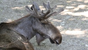 Elchbulle „Luke“ mit dem sogenannten Bastgeweih. 