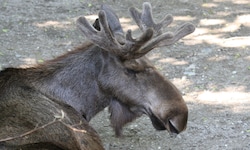 Elchbulle „Luke“ mit dem sogenannten Bastgeweih. 