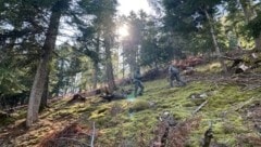 Sicherheitskräfte in einem Waldstück oberhalb der Gemeinde Caldes im Trentino (undatiert).