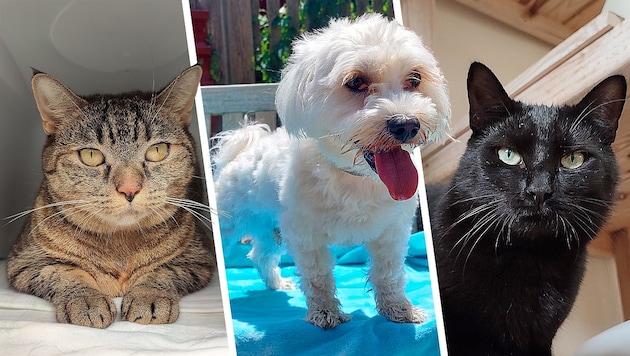 Ob die Katzen Mathea und Dorothea oder Hund Chapo, sie alle suchen einen schönen Platz zum ...