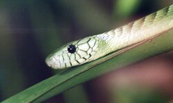 Der Biss der Grünen Mamba gilt als tödlich.