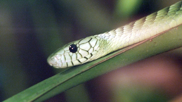 Der Biss der Grünen Mamba gilt als tödlich.