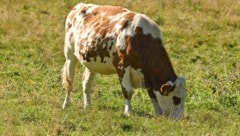 Auf einer Wiese in Hohenems wurde das Rind erlegt. (Symbolbild)