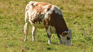 Auf einer Wiese in Hohenems wurde das Rind erlegt. (Symbolbild)