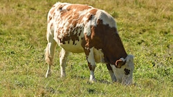 Auf einer Wiese in Hohenems wurde das Rind erlegt. (Symbolbild)