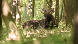 Freitagfrüh schwamm „Emil“ seelenruhig durch die Enns und ging dann in Kronstorf an Land.
