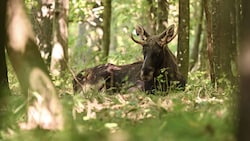 Freitagfrüh schwamm „Emil“ seelenruhig durch die Enns und ging dann in Kronstorf an Land.