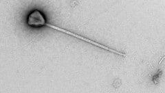 Das kürzlich entdeckte Riesenvirus PelV-1 hat einen Schwanz von beispielloser Länge.