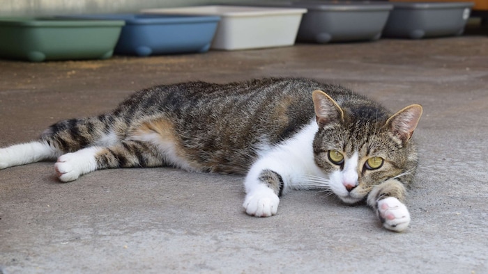 Spongebob ist verschmust und lieb.