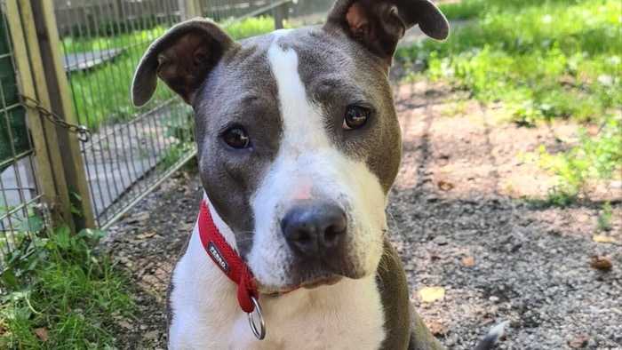 Lilo wartet im Tierheim Garten Eden.
