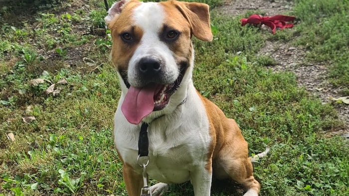 Buddy sucht eine Hunde-erfahrene Familie.