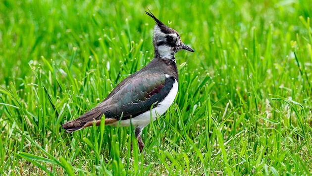 Der Kiebitz gilt als geschützte Art – für ihn müssen zusätzliche Ersatzflächen geschaffen ...