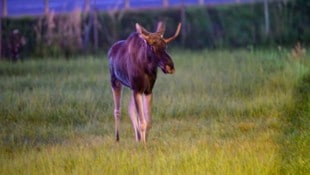 Der meistfotografierte Elch Österreichs hält sich aktuell im Raum Schiedlberg auf.