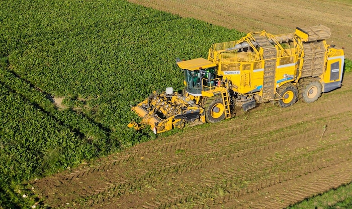In der Landwirtschaft werden derzeit die Zuckerrüben eingebracht.