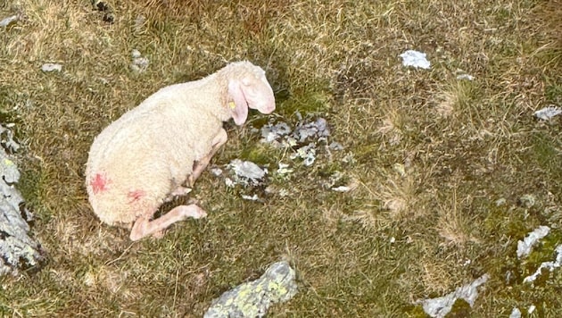 Eines der Schafe, das vergangene Woche in Kolsassberg angegriffen wurde.