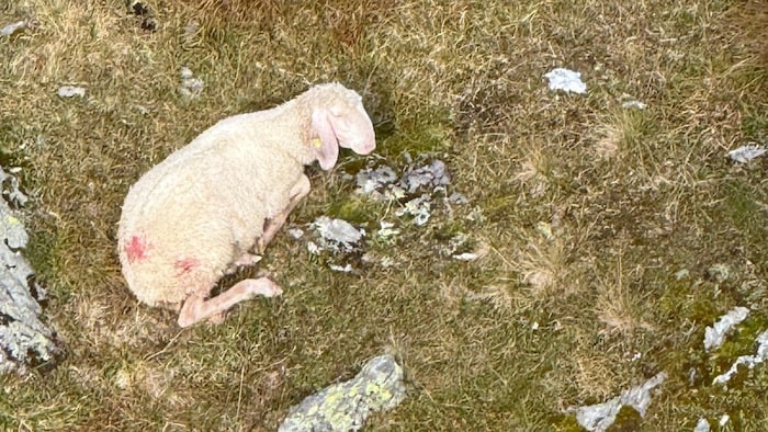 Eines der Schafe, das angegriffen wurde.