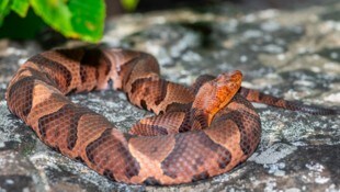 Auch eine Speikobra wurde gefunden, eine der giftigsten Schlangen der Welt. In der Steiermark ...