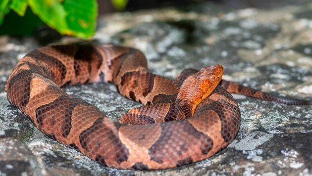 Auch eine Speikobra wurde gefunden, eine der giftigsten Schlangen der Welt. In der Steiermark ...