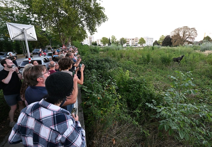 Im Internet teilten sich Fans gegenseitig den Standort von „Emil“ mit – der hatte dadurch kaum ...