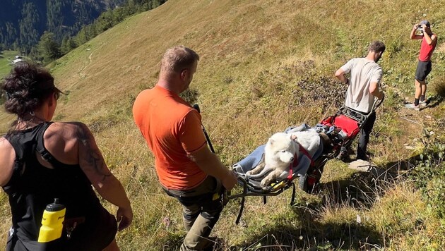 The animal was brought down from the mountain by stretcher.