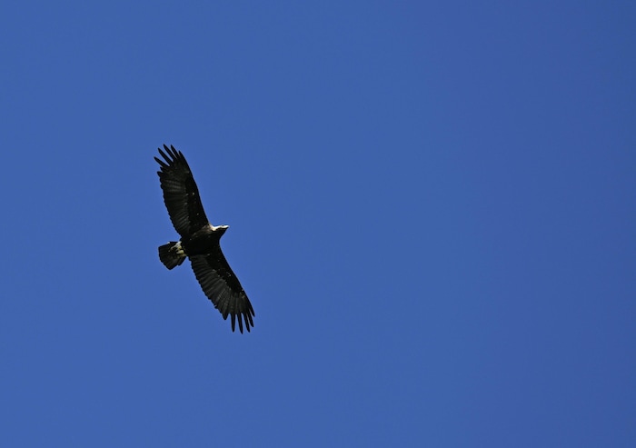 Kaiseradler sind im Hanság genauso zuhause, wie...