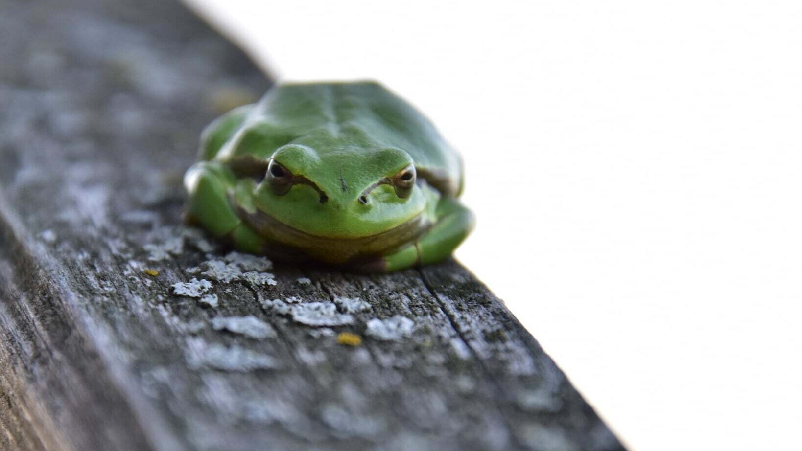 Natur pur - 150 Hektar mehr für die Artenvielfalt im Hanság | krone.at