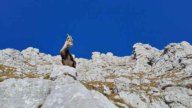 Junge Steinböcke beobachten auf der Cima die Terrarossa die Alpinisten – unweit von ihnen zieht ...