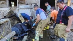 Das Kalb mit den Rettern der Feuerwehr Pfarrwerfen