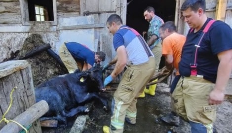 Das Kalb mit den Rettern der Feuerwehr Pfarrwerfen