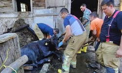 Das Kalb mit den Rettern der Feuerwehr Pfarrwerfen