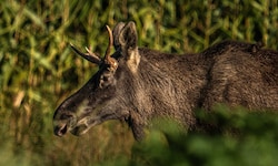 „Emil“ läuft laut Experten in die richtige Richtung, sprich in den Nationalpark Sumava