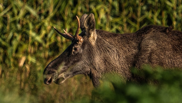 According to experts, "Emil" is heading in the right direction, i.e. to Sumava National Park