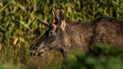 „Emil“ läuft laut Experten in die richtige Richtung, sprich in den Nationalpark Sumava