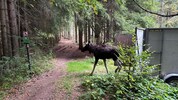 Ein bisschen wackelig auf den Beinen war er nach der Narkose wohl schon noch: „Emil“ beim ...