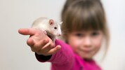 Die schlauen Nagetiere können Kindern mit körperlichen oder geistigen Beeinträchtigungen helfen, ...