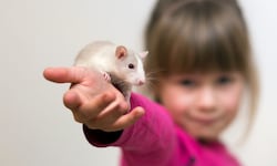 Die schlauen Nagetiere können Kindern mit körperlichen oder geistigen Beeinträchtigungen helfen, ...