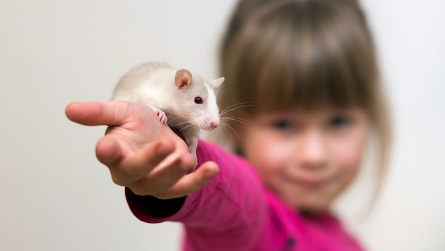 Die schlauen Nagetiere können Kindern mit körperlichen oder geistigen Beeinträchtigungen helfen, ...