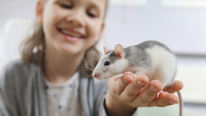 Die „rattenscharfen“ Superhelden sind sehr soziale Tiere und brauchen Artgenossen, viel Platz, ...