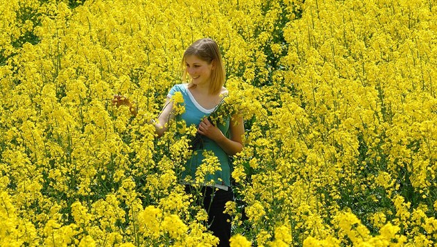 Als leuchtend gelbe Streifen ziehen sich Rapsfelder durch die Landschaft – aber immer seltener.