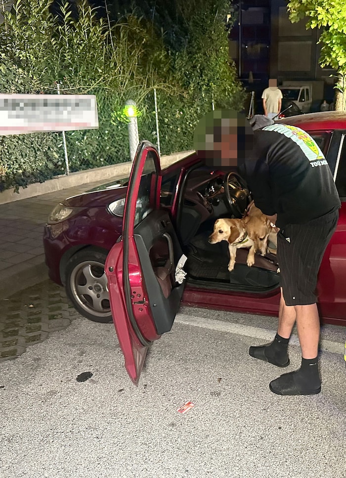 Autotür offen – der Weg zurück in die Freiheit war für die Hunde geebnet.