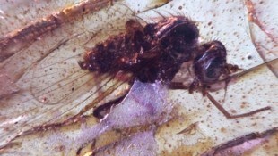 Insgesamt 21 Bio-Inklusen, wie diesen Zweiflügler (Bild), hat das Forschungsteam unter die Lupe ...