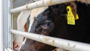 Die Kälber werden nicht geschlachtet, sondern gemästet. 